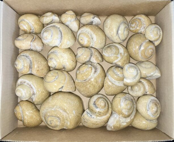 Clearance Lot: Large Polished Fossil Gastropods - Pieces #215325